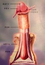 Fractura de penis