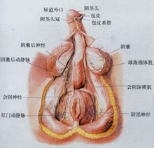 structura penisului uman