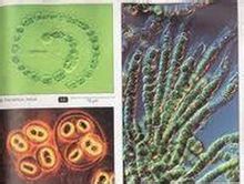 bound Rectangle scald Bacterii fixatoare de azot - Pagini [1] - Lume cunoștințe enciclopedice